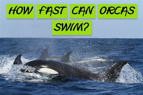 How Fast Can Orcas Swim? - ArcticLook