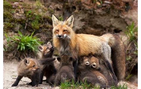 Red Fox Babies | Red Fox Kits