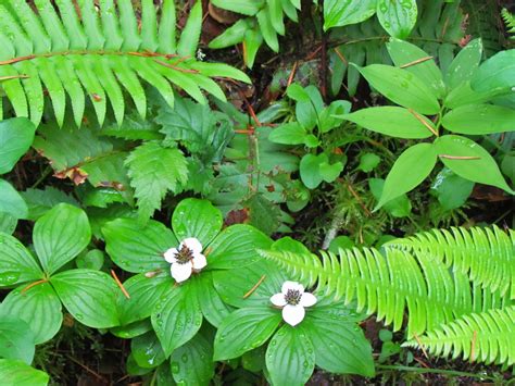 The Hoge Homestead ~: The Beauty of Washington Native Plants