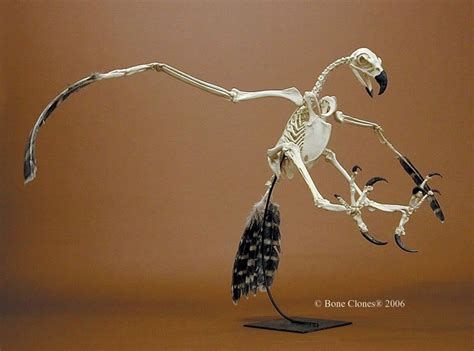 Harpy Skeleton Photo by TigerQuoll | Photobucket | Animal skeletons ...