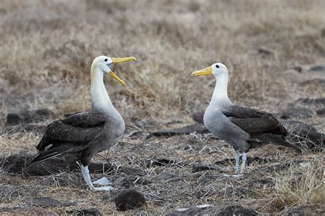 Wildlife Photos: Waved Albatross Standing on Rock at Punta Suarez Hood ...