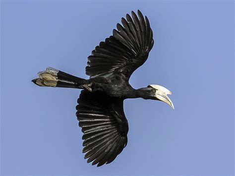 Black Hornbill - eBird