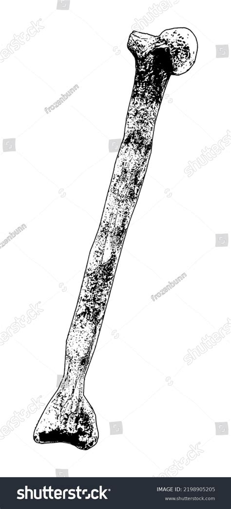 Hand Drawn Realistic Sketch Human Bone Stock Vector (Royalty Free ...