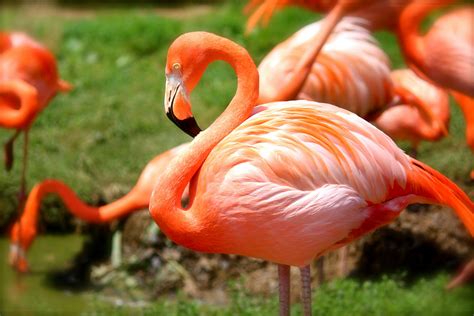 Orange Flamingo · Free Stock Photo