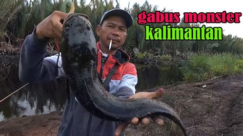 mancing ikan gabus Monster!! casting gabus haruan!! spot Kalimantan ...