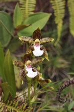 Orchid From Venezuela Free Stock Photo - Public Domain Pictures