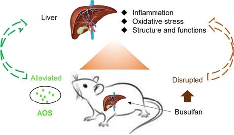 Busulfan Mechanism Of Action