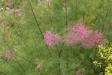 Tamarix ramosissima 'Pink Cascade' - BBC Gardeners World Magazine