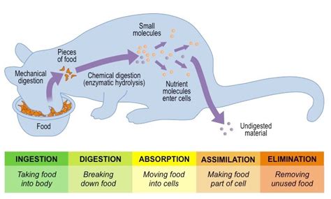 Stages of Digestion | BioNinja | Biology lessons, Digestion, Physiology