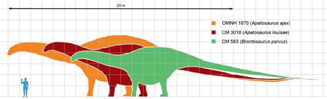 Tamaño de Apatosaurus