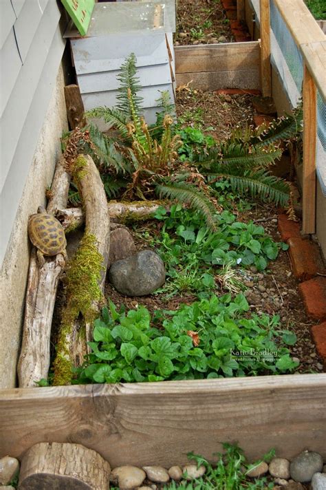 Here is a photographic tour of our outdoor tortoise yard - the expanded version! More space is a ...