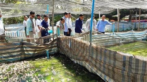 Good Business in Frog Farming - Cambodia Expats Online: Forum | News ...