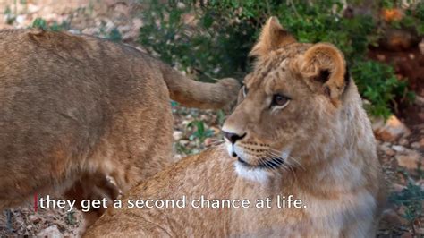 Socialisation of the declawed lioness and her siblings! | FOUR PAWS | www.four-paws.org - YouTube