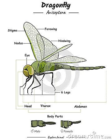 Dragonfly External Anatomy Cartoon Vector | CartoonDealer.com #291093469