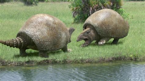 Glyptodon | Animals Wiki | Fandom