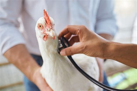 Ascariasis Management in Chicken: Disease Symptoms, Treatment ...