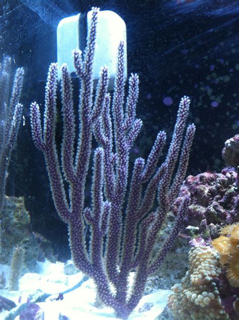 Candelabra Gorgonian : Aquariums