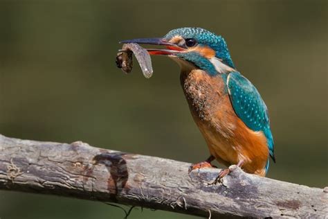 Coraciiformes - Alchetron, The Free Social Encyclopedia