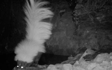 Creature Feature: Hooded Skunk (Mephitis Macroura) • Patagonia Area ...