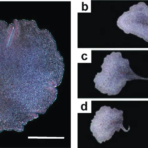 The placozoan Trichoplax adhaerens (a), and its reproduction by fission ...