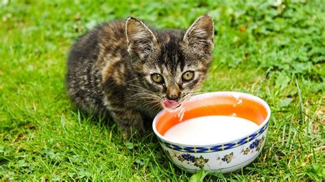 Home Remedies for Cats With Diarrhea | HowStuffWorks