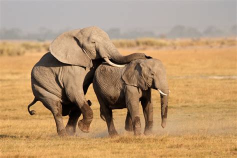 Elephant Facts - Elephant Aid International