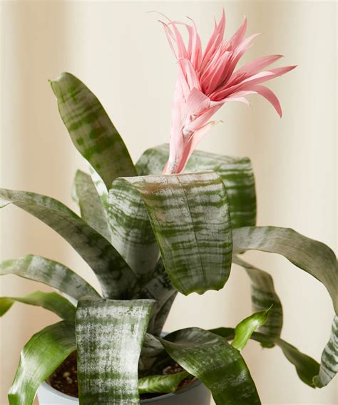 Buy Potted Bromeliad Aechmea Pink Indoor Plant | Bloomscape