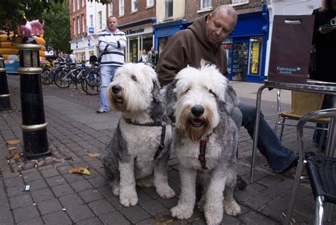 Paw Print Genetics - Preventable Inherited Diseases of the Old English Sheepdog- Part Two