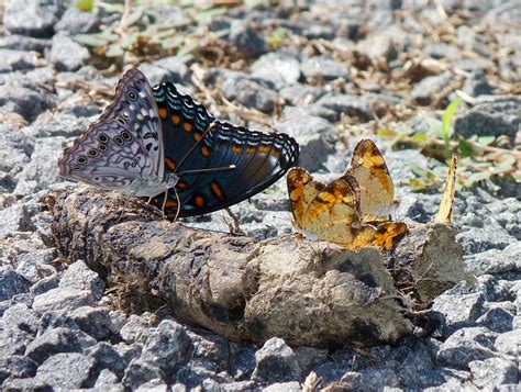 Butterflies on poop | Hackberry Emperor, Red-spotted Purple,… | Flickr - Photo Sharing!