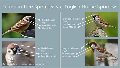 Eurasian Tree Sparrows vs. the House Sparrow’s - Nonnative Twins