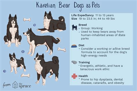 Karelian Bear Dog: Breed Characteristics & Care