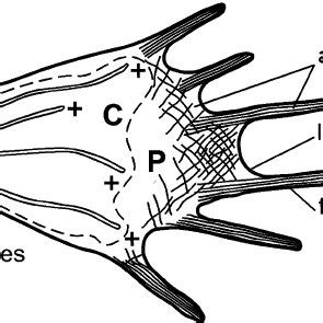 Growth cone guidance mechanisms. Guidance mechanisms are classified as... | Download Scientific ...