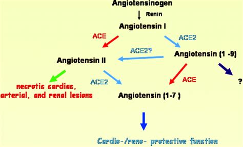 Angiotensin-Converting Enzyme II in the Heart and the Kidney | Circulation Research