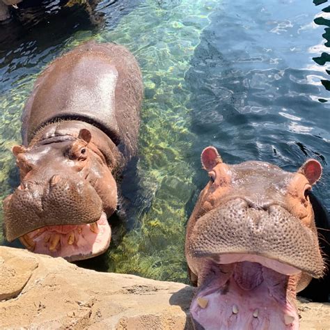 Cincinnati Zoo’s Fiona is still #1 in Cincinnati! - Cincinnati Zoo ...