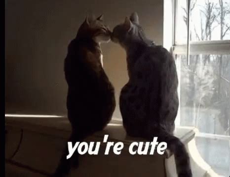 Cute Cats GIF - Cute Cats Love - Discover & Share GIFs