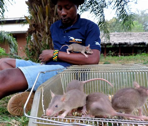 Rats Sniff Out Landmines - ABC News