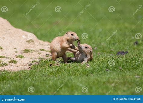 Cute Baby Animals Playing. Marmot Prairie Dogs Having Fun Together ...