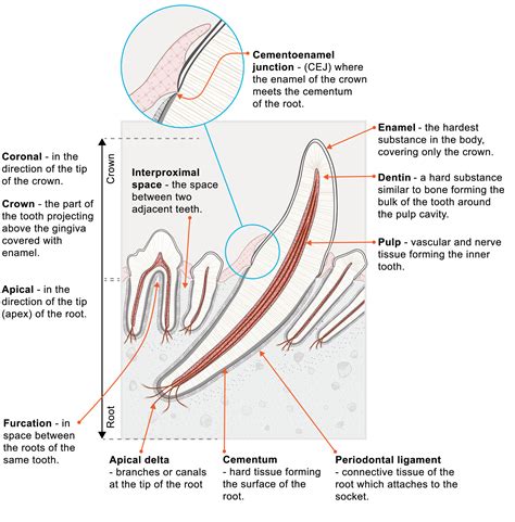 Dental Radiography- Normal Anatomy and Intra-oral Image Orientation – OSU CVM Veterinary ...