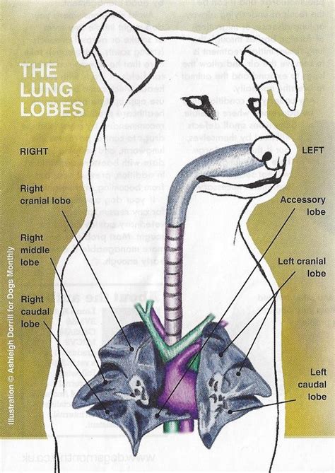 Dog lung lobes (from Dogs Monthly) | Vet medicine, Lung anatomy, Lunges