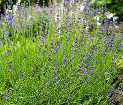 Lavender Flowers in the Garden Stock Image - Image of garden, natural: 190421327