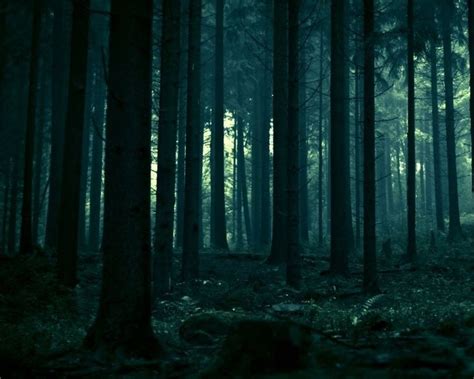 Fondo de pantalla: Bosque de noche | Dark forest, Forest wallpaper ...