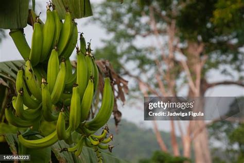 1,135 Liberia Rainforest Stock Photos, High-Res Pictures, and Images ...