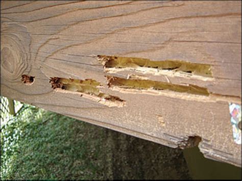 Carpenter bees may cause damage to homes and wooden structures | A ...