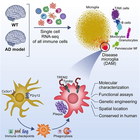 Single-Cell RNA-Seq Reveals how Specific Microglia Engulf Plaques | RNA ...