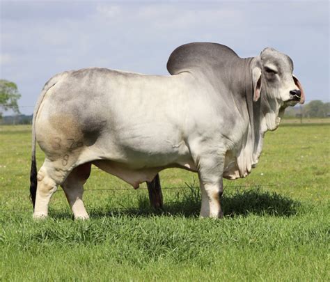 Brahman Cattle Features - BRC Ranch