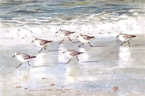 Pin by Anne Willis on Birds | Shore bird art, Beach painting, Birds ...