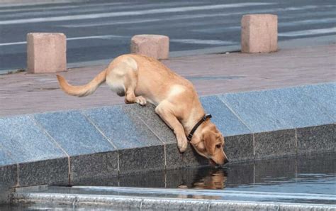 9 Reasons Why dog drinks a lot of Water? [Danger]