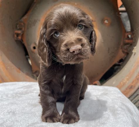 Cocker Spaniel Puppies for Sale Melbourne, VIC | K9 Breeders