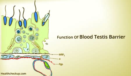 What Is The Function Of Blood Testis Barrier | What Are Sertoli Cells