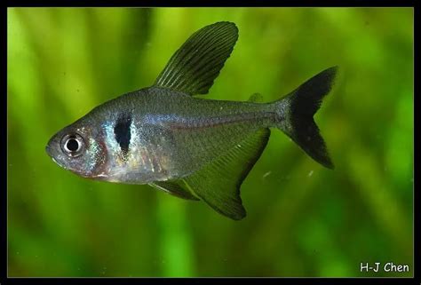 Black Phantom Tetra Care Sheet - Origin, Lifespan, Breeding, Tankmates